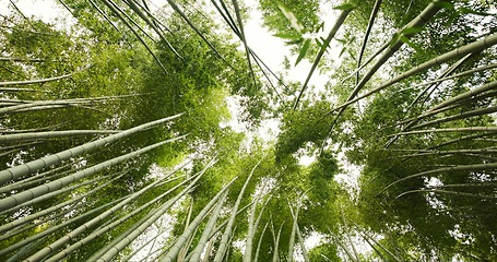 Image showing Bamboo, jungle and trees in sustainable environment, nature landscape and reed forest in outdoor. Nature, Japanese foliage and ecosystem in low angle or woods, peaceful and travel on holiday to Kyoto