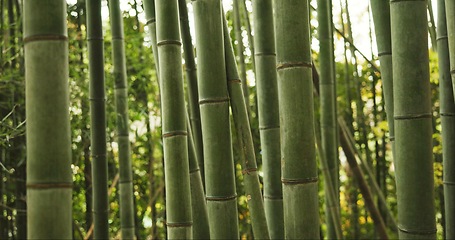 Image showing Bamboo, forest and plants in sustainable environment, nature landscape and reeds in outdoors. Calming, Japanese foliage and ecosystem in jungle or woods, peaceful and travel on holiday to Kyoto