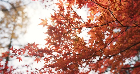 Image showing Sun, leaves and tree in japan, environment and landscape in forest with travel and lens flare. Sunshine, nature and autumn with orange foliage, traditional and woods in countryside, peaceful or sunny