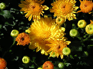 Image showing Garden Mums