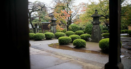 Image showing Japan graveyard, trees and outdoor by shrine in landscape environment, autumn leaves and rain. Urban, countryside or tomb for asian culture in kyoto town or cemetery for indigenous shinto religion