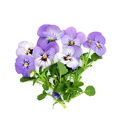 Image showing Purple Pansy Flower Bouquet Health Food Garnish