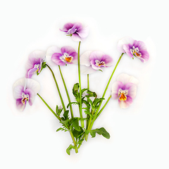 Image showing Purple Pansy Flower Plant Panola Pink Variety