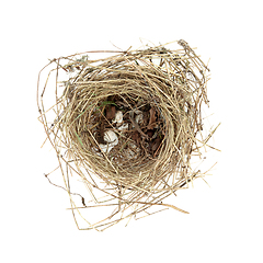 Image showing Empty Blue Tit Bird Nest 