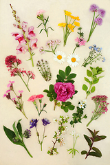 Image showing British Spring and Summer Flowers and Wildflowers