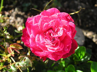 Image showing Pink Rose