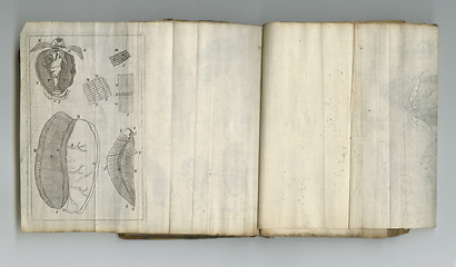 Image showing Medical, information and drawing in book on paper in antique, vintage and old science textbook with knowledge. Archive, learning and diagram on parchment with journal, reading and study of organs