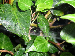 Image showing Spider Web