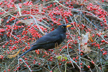 Image showing blackbird on cotoneaster bush