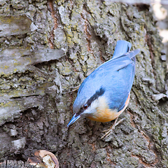 Image showing closeup of eurasian nuthatch