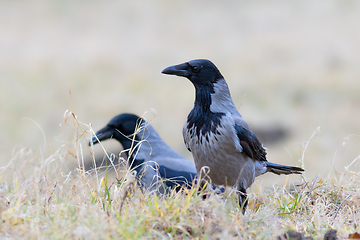 Image showing hooded crows in faded field