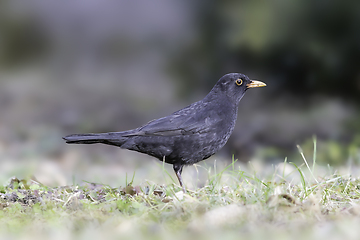 Image showing male Turdus merula in the park