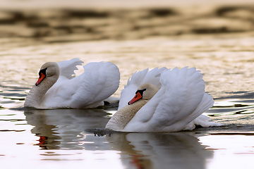 Image showing mute swan couple in mating season