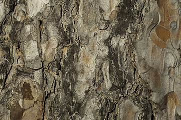 Image showing real pine bark background