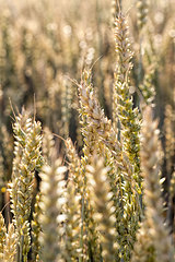 Image showing Mature yellowed cereals