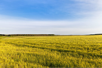 Image showing sweet green unripe cereals