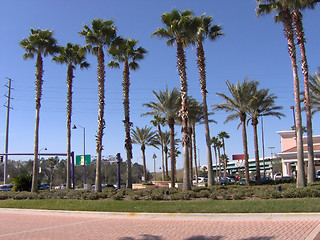 Image showing FL Tall Palms
