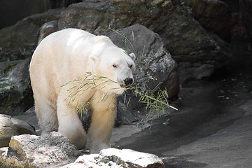 Image showing Polar Bear