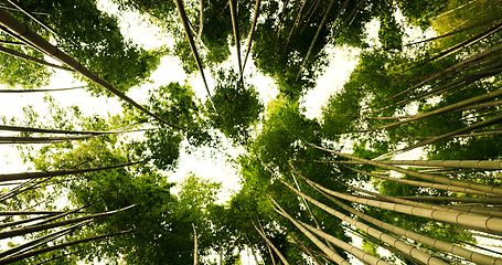 Image showing Nature, forest and bamboo environment or plant for ecology sustainability, tree or bottom view. Tropical, ecosystem and Japanese garden for outdoor park or paradise for growth, green woods or path