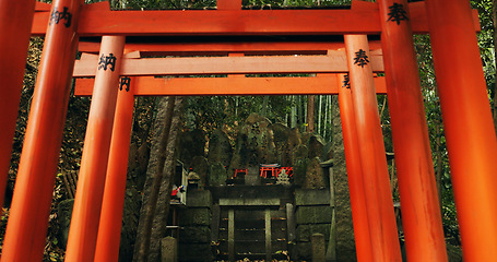 Image showing Nature, forest and Torii gate monument in Kyoto with peace, mindfulness and travel with spiritual history. Architecture, Japanese culture and Shinto shrine in woods with sculpture, memorial and trees