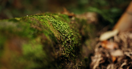 Image showing Nature, forest and ground or jungle environment or ecology sustainability, green moss or closeup. Tropical, ecosystem and leaf garden for outdoor park or paradise for plant growth, dirt woods or path