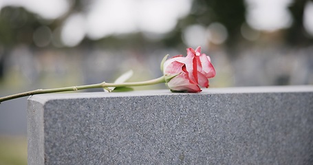 Image showing Funeral, cemetery and hands with rose on tombstone for remembrance, ceremony and memorial service. Depression, sadness and person with flower on gravestone for mourning, grief and loss in graveyard