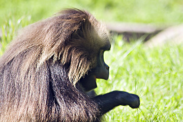 Image showing Baboon Monkey