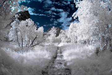 Image showing A tranquil scene showing a path winding through a forest with an infrared effect, giving it a dreamy appearance.