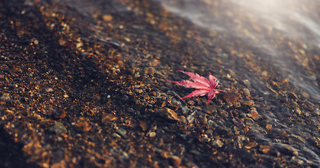 Image showing Closeup, red maple leaf and hand by Lake Kawaguchi for game, playful or memory in nature, adventure or holiday. Girl, plant and zoom on vacation with travel, environment and waves by water in Tokyo