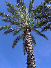 Image showing Florida Palm Tree