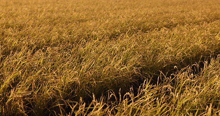 Image showing Rice field, grass and wind in countryside for agriculture harvest, sustainability or environment. Nature, plant growth and ecology for outdoor travel sunshine or Japanese farm summer, food or land