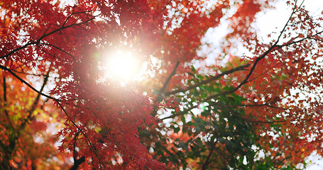 Image showing Red, nature and Japanese maple trees, plant leaves change color and sunshine in autumn season. Outdoor, beauty and momiji at park, garden or natural forest woods on a lens flare background in Japan