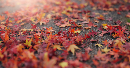 Image showing Red leaves, ground and autumn nature as closeup of environment plants, ecology or sustainability. Forest, woods and orange foliage in garden countryside on rainy season for garden, fall or outdoor