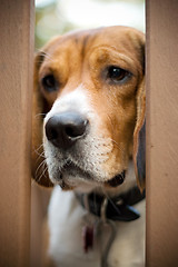 Image showing Sad Beagle