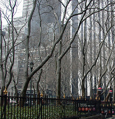 Image showing NYC Trees
