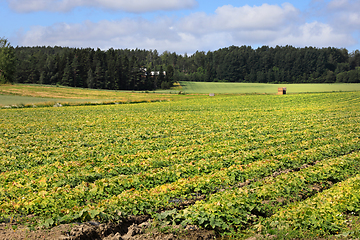 Image showing Cucumber Field in July