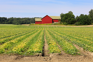 Image showing Agricultural Landscape with Cucumber Field 