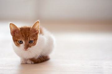 Image showing Animal care, pets and cat on a floor in a house waiting, chilling and sitting while looking curious on mockup. Ginger, watching and kitten at home for morning, routine and games, cute and sweet