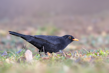 Image showing blackbird in the park