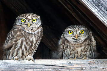 Image showing cute little owls couple