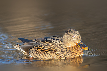 Image showing female mallard on pond at dawn