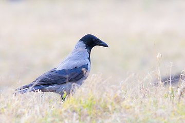 Image showing hooded crow foraging for food