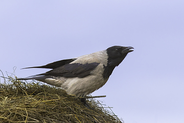 Image showing hooded crow on top of a haystack