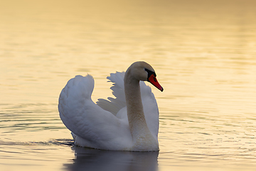 Image showing mute swan in beautiful orange light