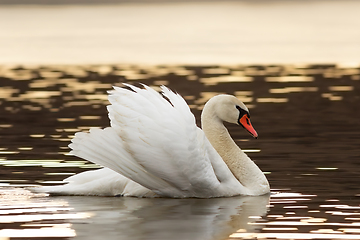 Image showing mute swan showing mating behaviour