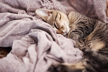 Image showing Blanket, sleeping and kitten in home for rest, relaxing and calm for cute, adorable and innocent pet. Animal care, pets and closeup of young cat on duvet for nap, sleep and comfortable in house