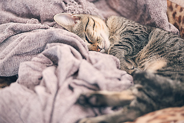 Image showing Blanket, sleeping and kitten in home for relax, resting and calm for cute, adorable and innocent pet. Animal care, bed and closeup of young cat on duvet for nap, sleep and comfortable in house