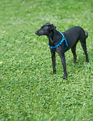 Image showing Dog, collar and outdoor grass or walk in field for puppy training, discipline for healthy pet. Labrador, retriever and mix obedience and kennel shelter or summer countryside, environment for workout