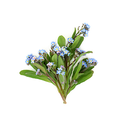 Image showing Forget Me Not Edible Flower Herb Bouquet 