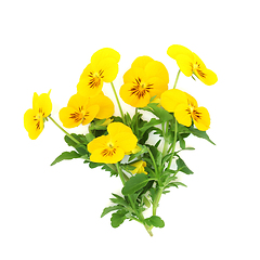 Image showing Yellow Pansy Flower Bouquet Health Food Garnish